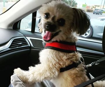Chiefland Animal Hospital: Ludwig Susan DVM