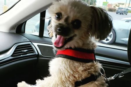 Chiefland Animal Hospital: Ludwig Susan DVM