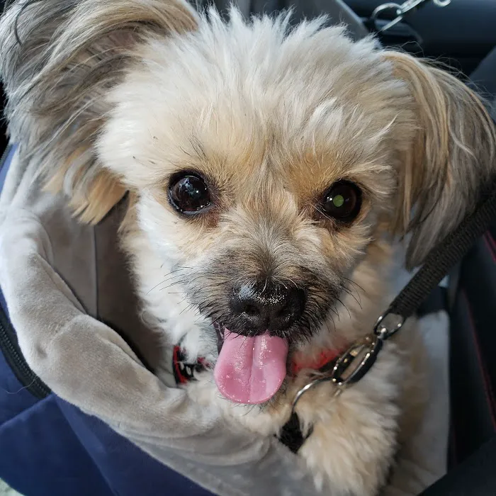 Chiefland Animal Hospital: Ludwig Susan DVM 12