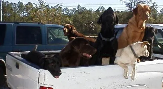 Tri-County Veterinarians 12
