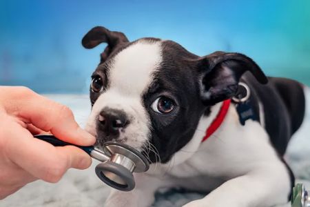 NewDay Veterinary Care