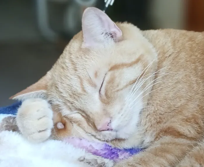 Baseline Animal Hospital 5