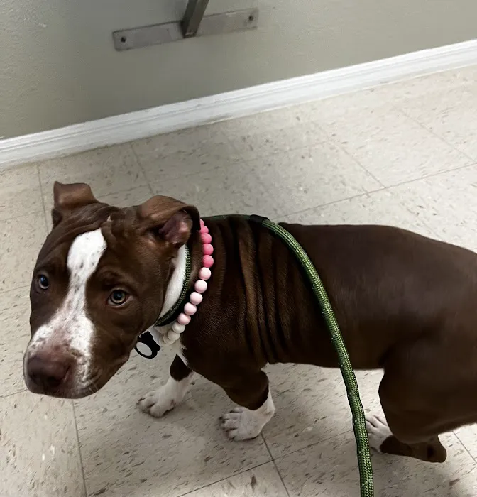 Baseline Animal Hospital 6