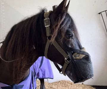 Equine Medical Center of Ocala