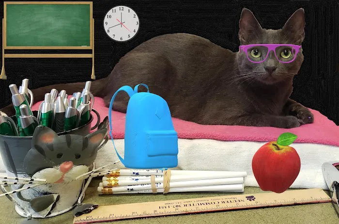 Brick City Cat Hospital 4