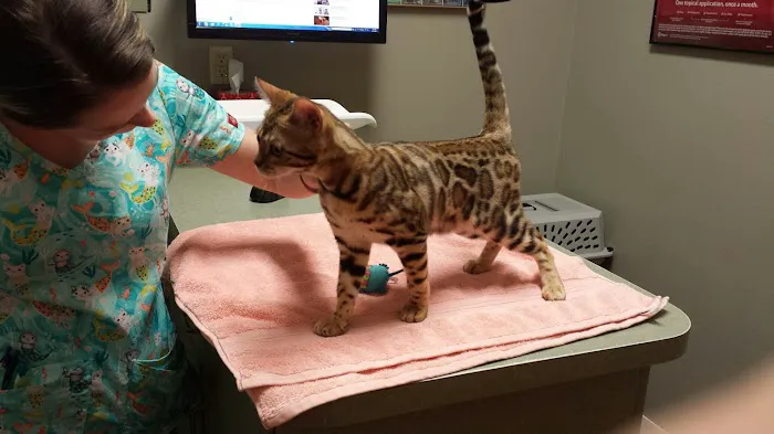 Brick City Cat Hospital 1