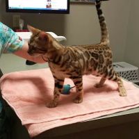 Brick City Cat Hospital ico