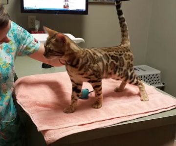 Brick City Cat Hospital