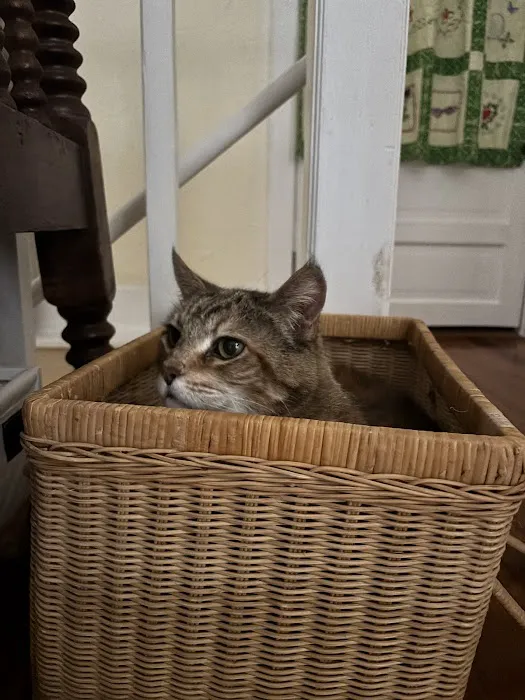 Brick City Cat Hospital 9