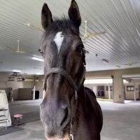 Equine Performance Innovative Center: EPIC ico
