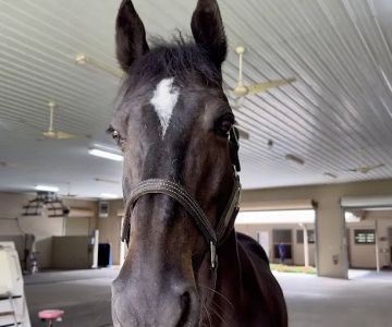 Equine Performance Innovative Center: EPIC