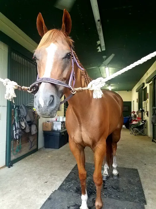 Peterson Smith Equine Hospital + Complete Care 4