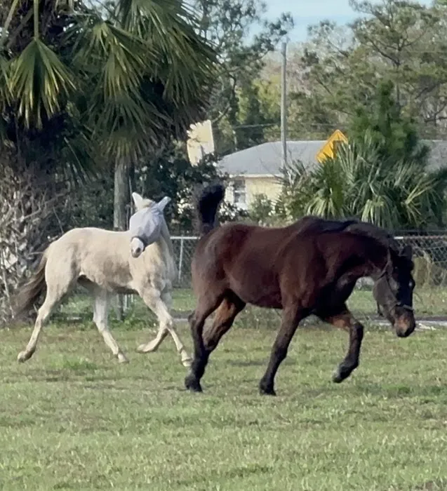 Peterson Smith Equine Hospital + Complete Care 9