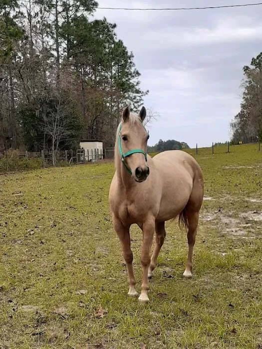 Peterson Smith Equine Hospital + Complete Care 6