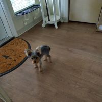 Banfield Pet Hospital ico