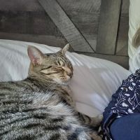 Banfield Pet Hospital ico