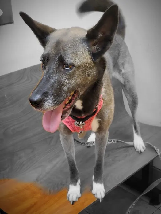 Banfield Pet Hospital 3