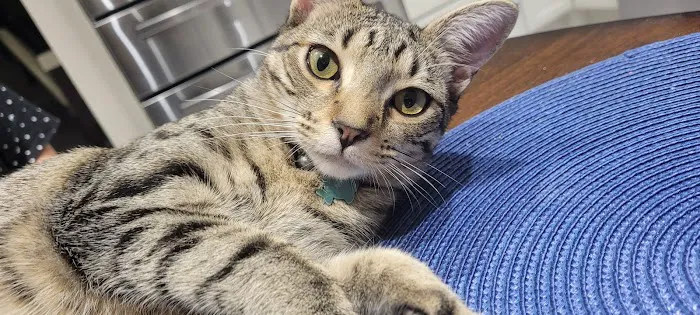 Banfield Pet Hospital 5