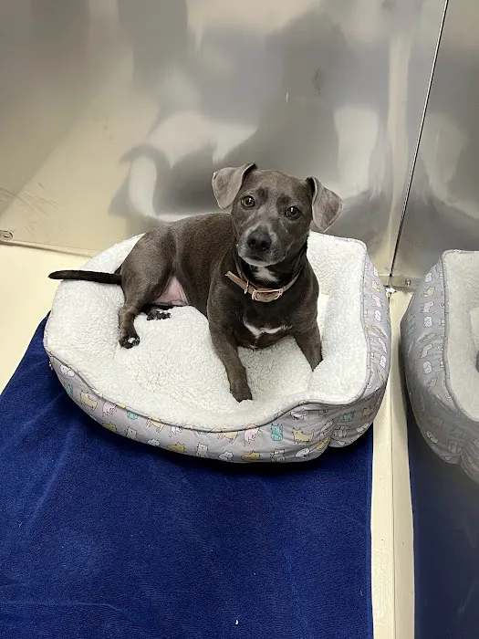 Care Pet Animal Hospital 12