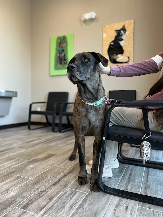Care Pet Animal Hospital 12
