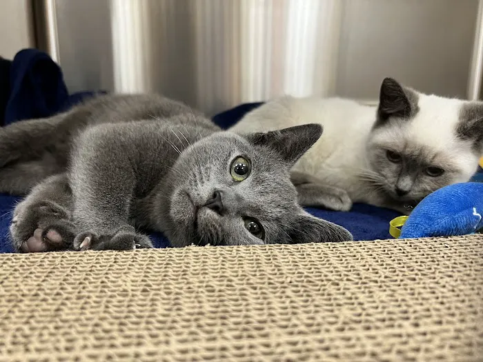 Care Pet Animal Hospital 12