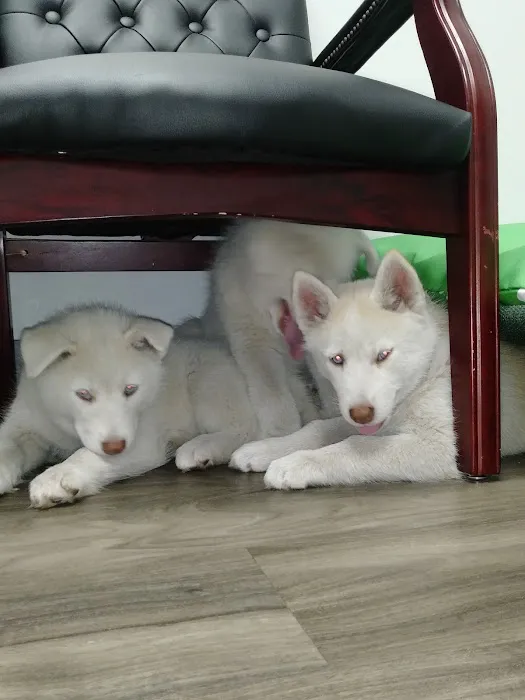 Claws and Paws Animal Clinic 2