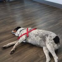 Claws and Paws Animal Clinic ico