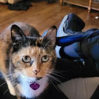 Suwannee Oaks Animal Clinic ico