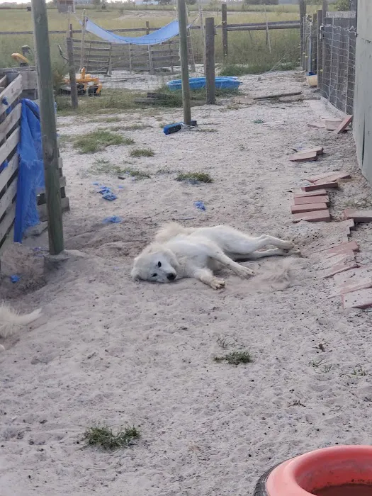 Suwannee Oaks Animal Clinic 12