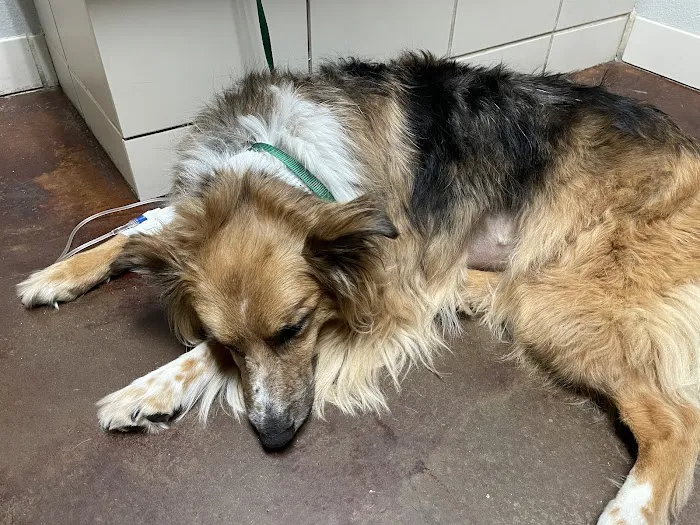 Veterinary Specialty Hospital of San Diego 6