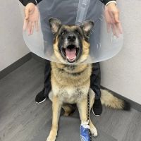 VCA Animal Hospitals Urgent Care - Skokie ico