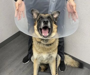 VCA Animal Hospitals Urgent Care - Skokie
