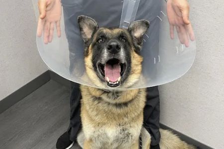 VCA Animal Hospitals Urgent Care - Skokie
