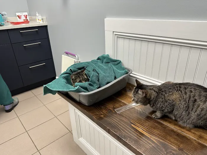 VCA Cat Hospital of Chicago 12