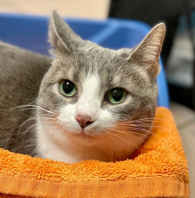 VCA Cat Hospital of Chicago 12