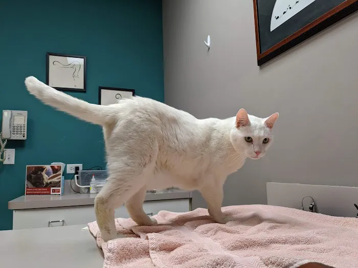 VCA Cat Hospital of Chicago 12