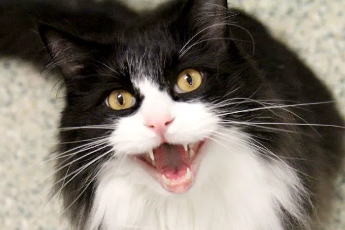 VCA Cat Hospital of Chicago 12