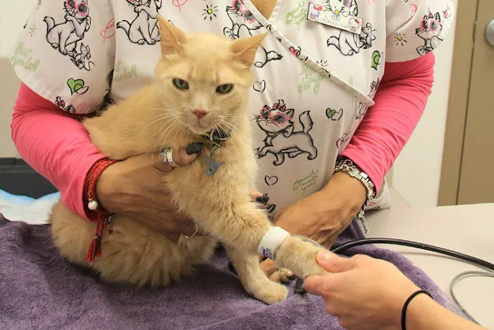 VCA Cat Hospital of Chicago 12