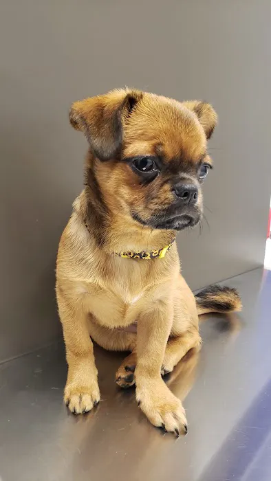 My Neighborhood Vet 5