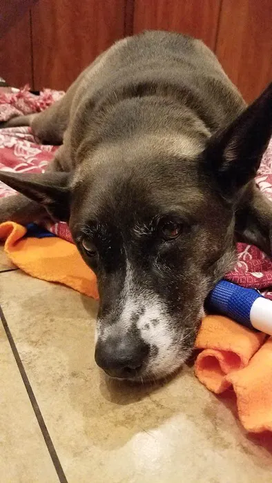 Banfield Pet Hospital 12