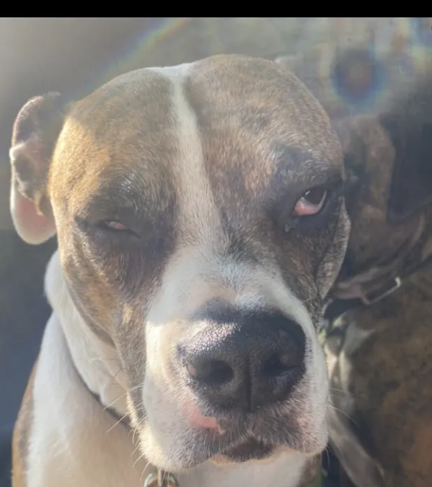 Banfield Pet Hospital 12