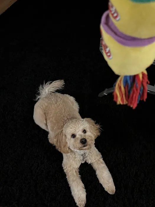 Park Animal Hospital 12