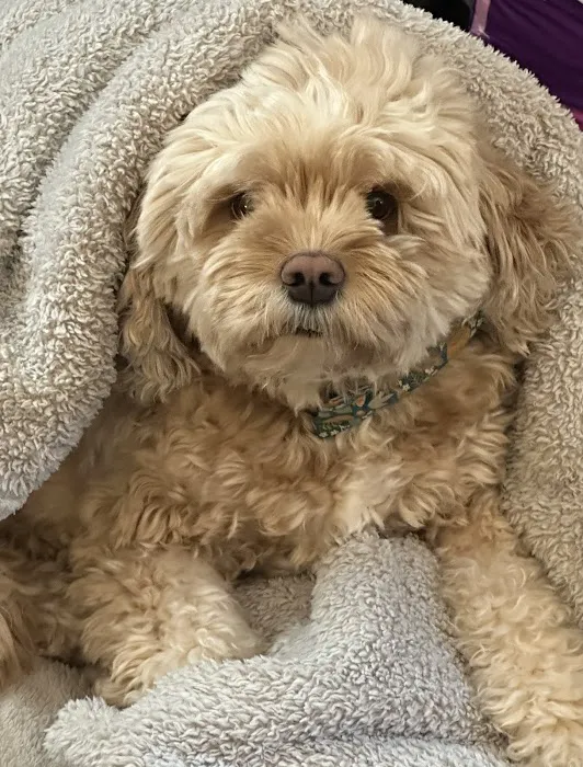 Abell Animal Hospital 5