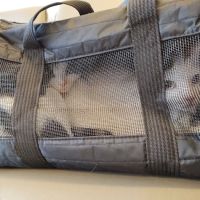 TLC First Animal Hospital ico