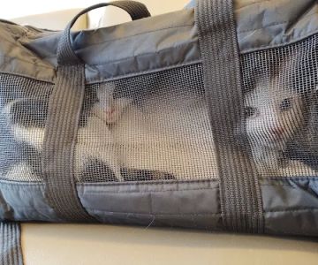 TLC First Animal Hospital