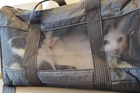 TLC First Animal Hospital