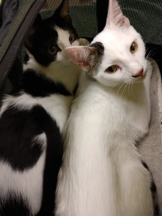 TLC First Animal Hospital 4