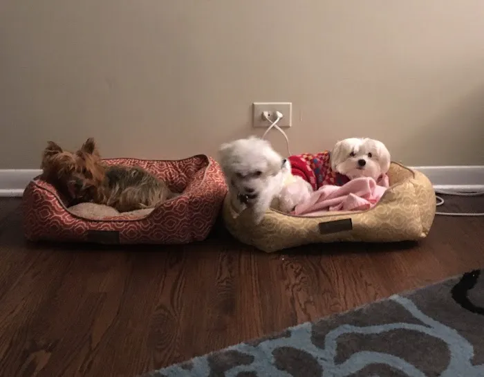 Skokie Animal Hospital 12