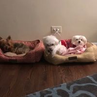 Skokie Animal Hospital ico