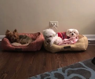 Skokie Animal Hospital